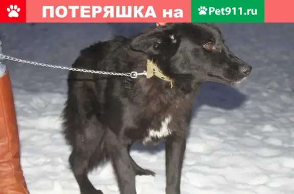 Пропала собака Тая на ул. Раевского 7