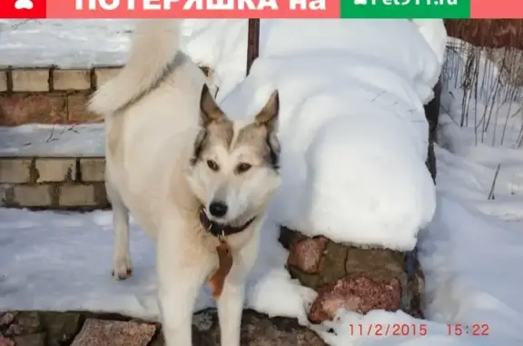 Пропала собака в Кировском поселке, порода лайка