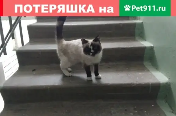 Найден тайский котенок на Мичурина, Екатеринбург