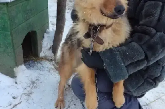 Пропала собака в Иваново, район Харинка!