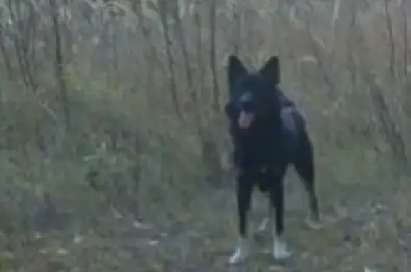 Пропала собака в Старом Савёлово, Кимры, Тверская область