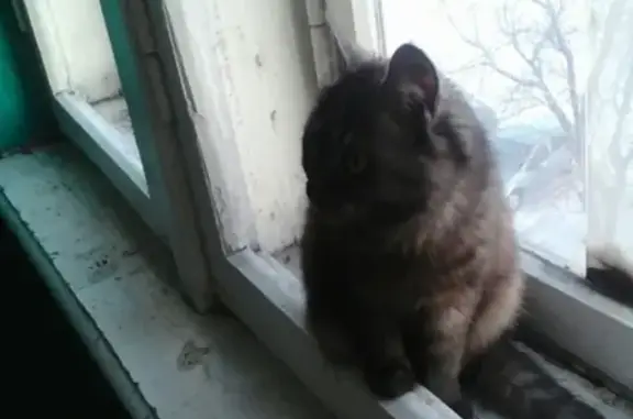 Найдена кошка на 12 участке в Магнитогорске
