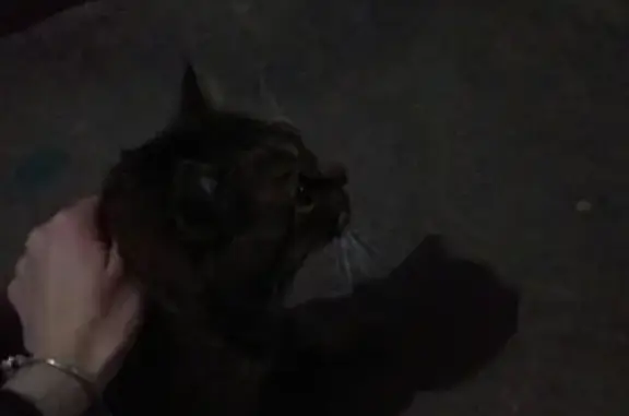 Найден ухоженный кот в парке МЖК