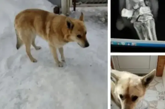 Найден пёс с оперированной лапой в деревне Махра, Сергиево-Посадский район, МО