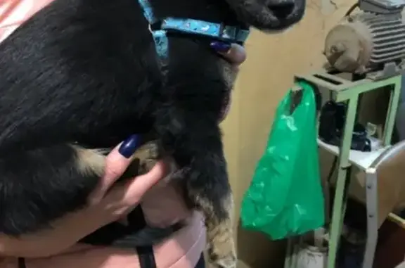 Найден щенок на улице Матвеева в Чите