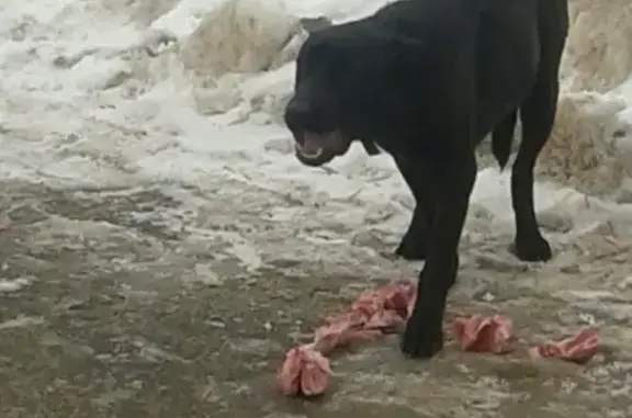 Собака Потеряшка найдена на автозаводе в Н. Новгороде