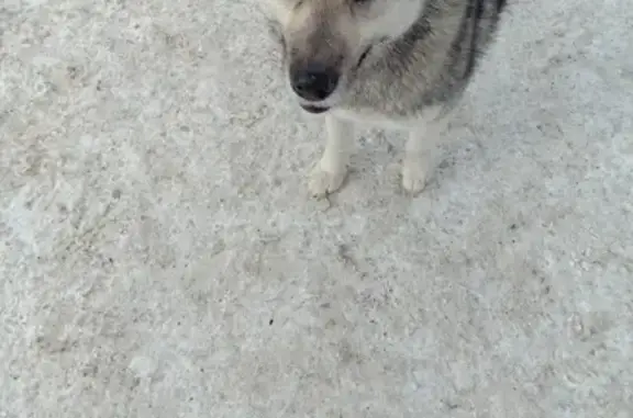 Потерянная собака в Среднеуральске
