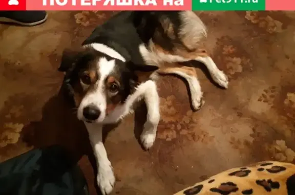 Пропала собака в Чите на ул. Забайкальского рабочего