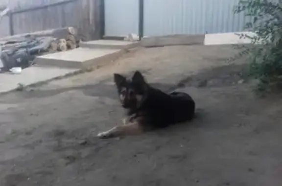 Пропала собака в Улан-Удэ, вознаграждение гарантируем!