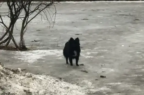 Найдена собака в Красносельском районе, СПб