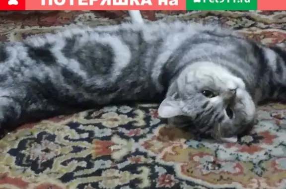 Пропал кот на ул. Анатолия, Новоалтайск