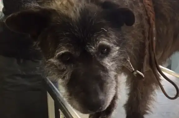 Найден пожилой терьеристый пёс в Иваново