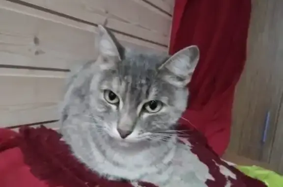 Потеряшка кошка найдена возле ул. Ворошилова 23