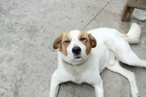 Пропала собака в Кургане, помогите найти!