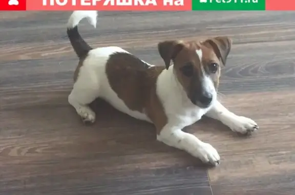 Пропала собака в п. Архипо-Осиповка, Краснодарский край