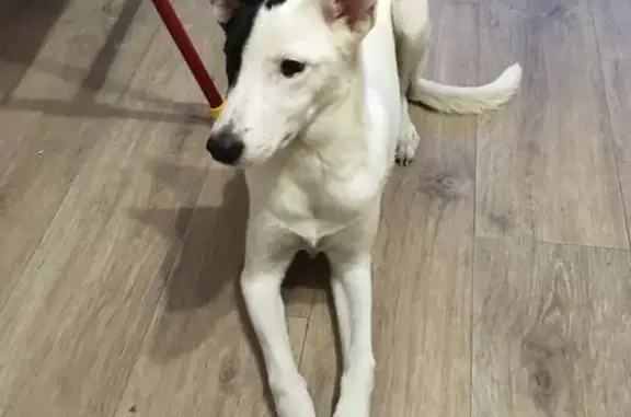 Найдена собака в Новокузнецке