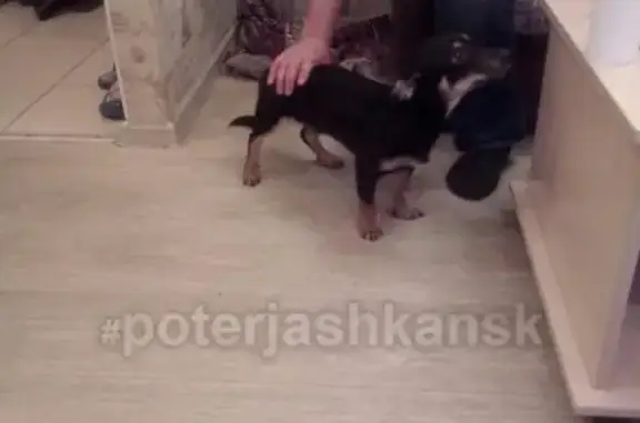 Найдена собака на Выставочной 12 в Новосибирске