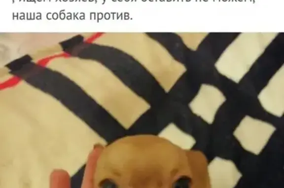 Найдена собака в Солнечногорске