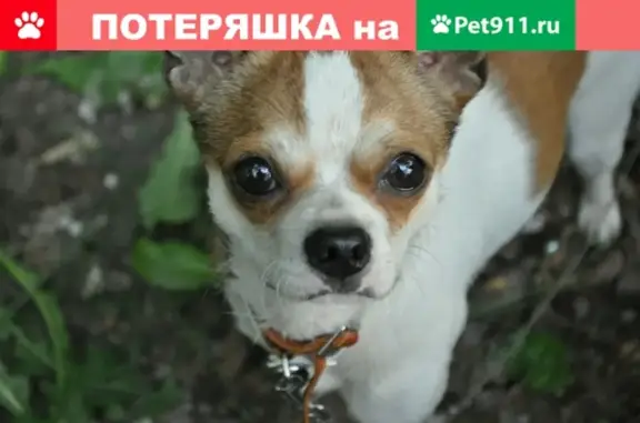 Пропала собака в поселке около Черниховки, вознаграждение.
