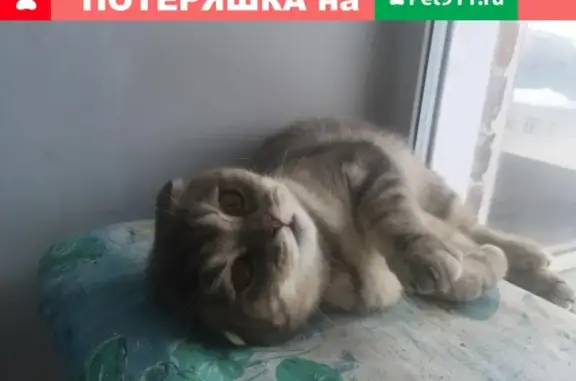 Найдена кошка в Новосибирске, ищем хозяев.