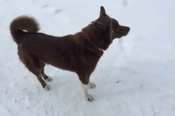 Найдена собака в Набережных Челнах с ошейником