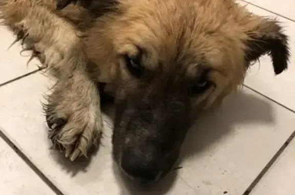 Найдена рыжая собака возле АЗС в Брянске