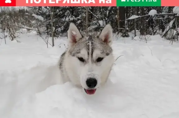 Пропала хаски в лесу на Холмах, Ижевск