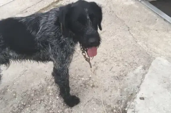 Найдена собака в посёлке Коврово, ищем хозяина