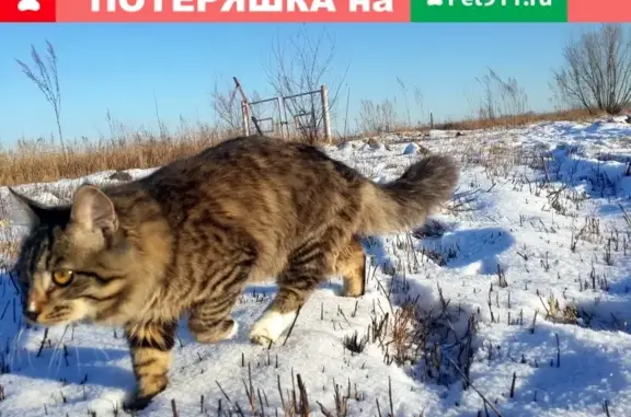Пропала кошка на Локомотивной, Хабаровск, Россия (6)