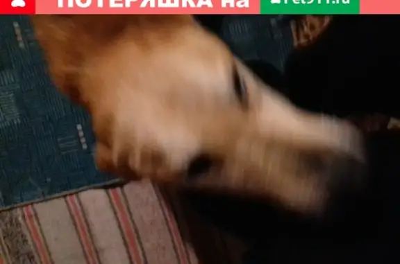 Найдена собака с ошейником в деревне Островская, Республика Башкортостан