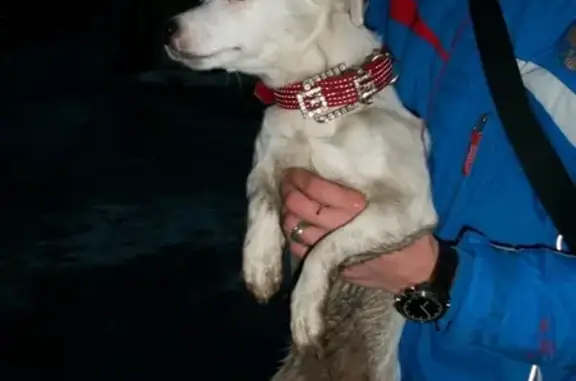 Найдена собака у метро Новогиреево, нужна помощь в поиске хозяев