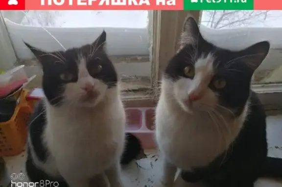 Пропала кошка в Бугульме, ул. Горького 20