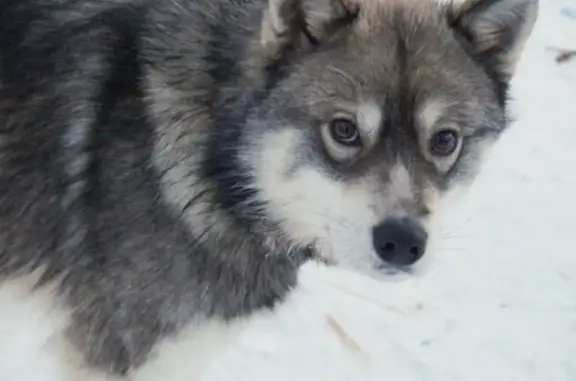 Собаки потеряшки, Сургут, фото: Потеряшка собака возле военкомата в Сургуте
