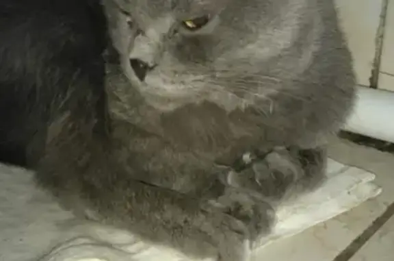 Найден ласковый кот в Павловском Посаде