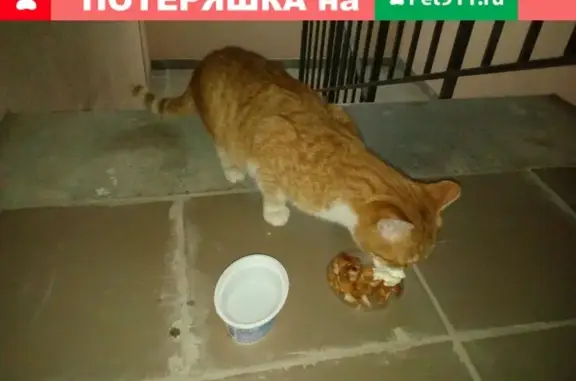 Найден рыжий кот на Пролетарской 288б