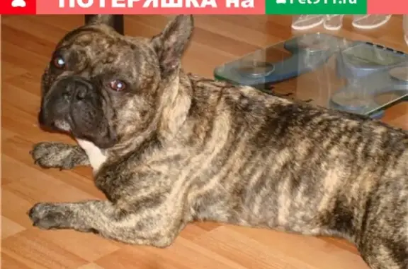 Найден кобель французского бульдога в Черногорске