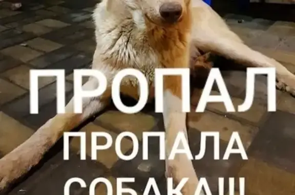 Объявления о пропавших и найденных животных, Шахты, фото: Пропала собака в Шахтах, нужно серьезное лечение!