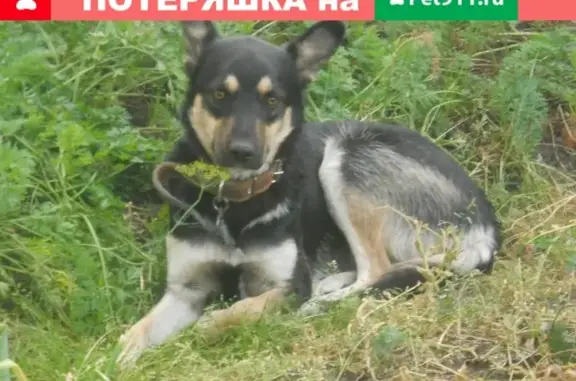 Найдена хромающая собака на ул. Гоголя, Димитровград.