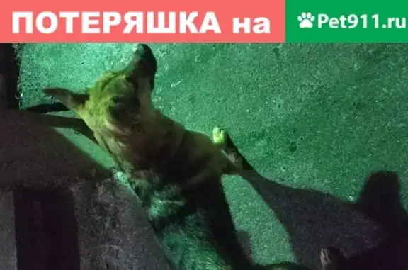 Найдена пёстрый метис на Белорусской улице, Санкт-Петербург