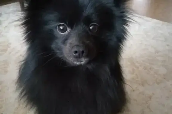 Собаки потеряшки, Москва, фото: Потеряшка собака Молли, Борисовский проезд 26.