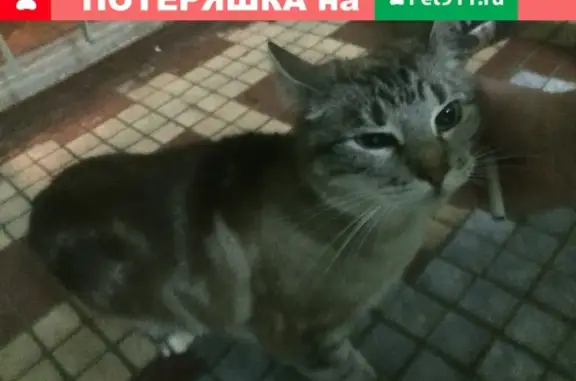 Найдена кошка на улице Болотниковская (Москва)