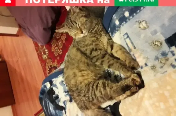 Найдена молодая серая кошка на Ленинградской, 4Б