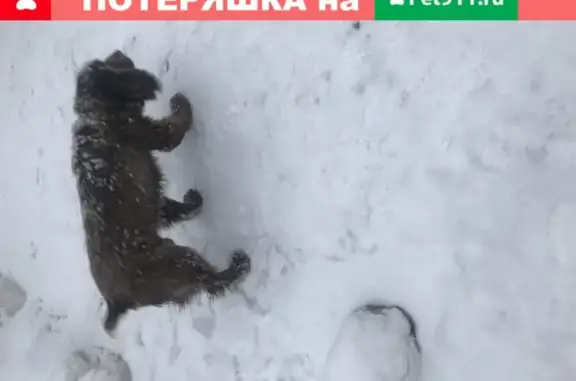 Собака с ошейником найдена в районе парка на Тархова, Саратов.