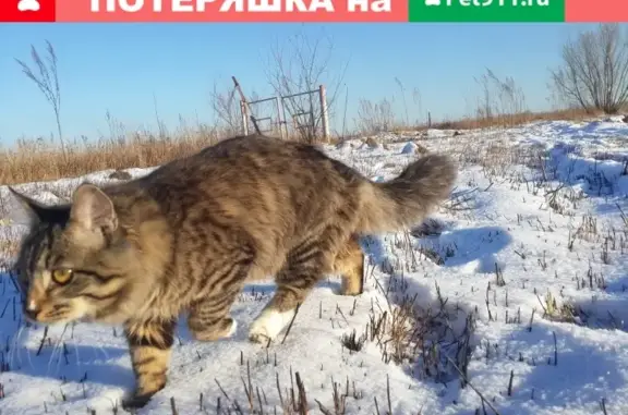 Пропала кошка на Локомотивной ул. в Хабаровске (680032)