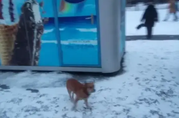 Собака на остановке музей, Кемеровская область