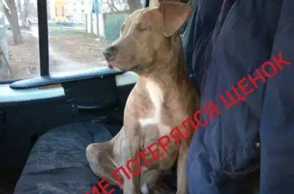 Пропала собака в Шакше, помогите вернуть домой!