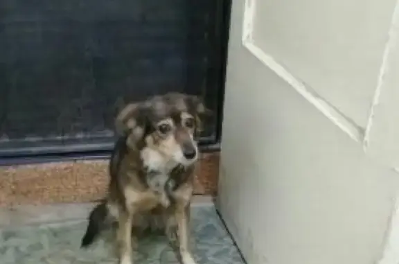 Найдена собака в Самаре, ищем хозяина
