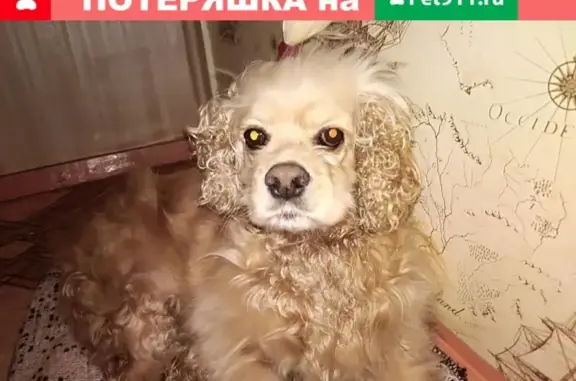 Найдена собака кокер спаниель возле Привоза в Чите