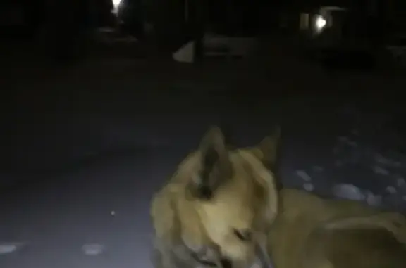 Пропал рыжий пёс в Новокуйбышевске
