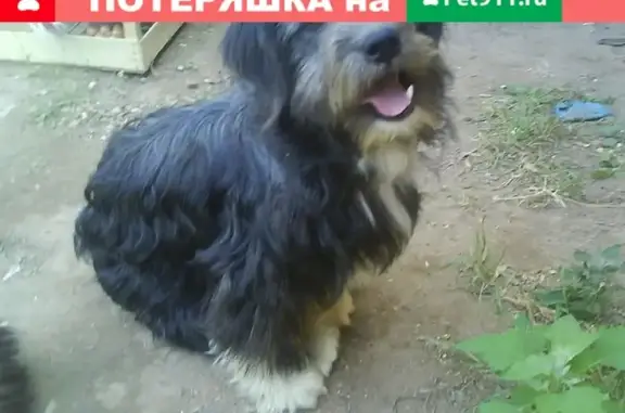 Пропала собака в Советске, Калининградская область